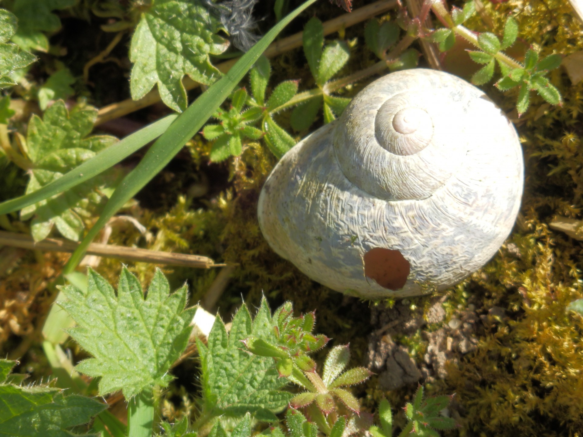 snail shell white free photo