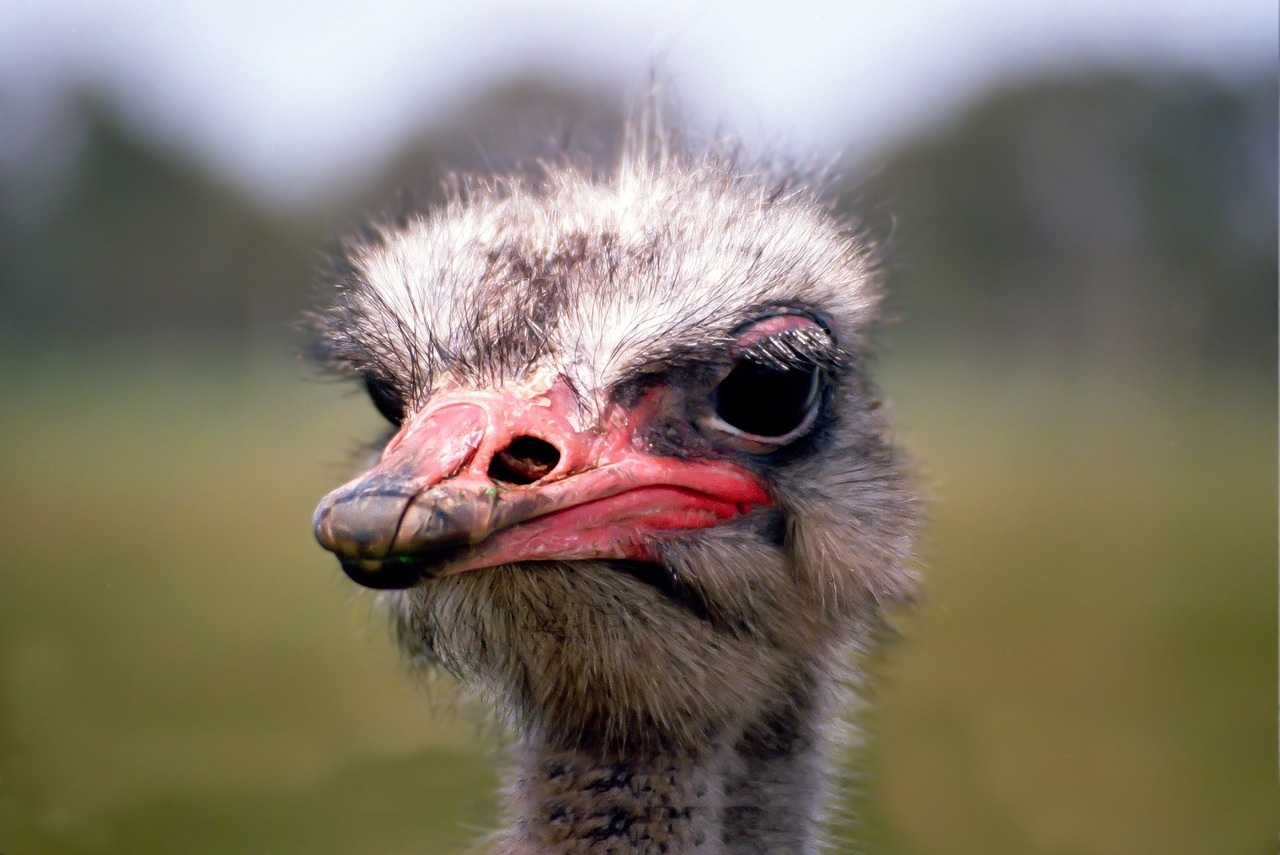 emu bouquet bill free photo