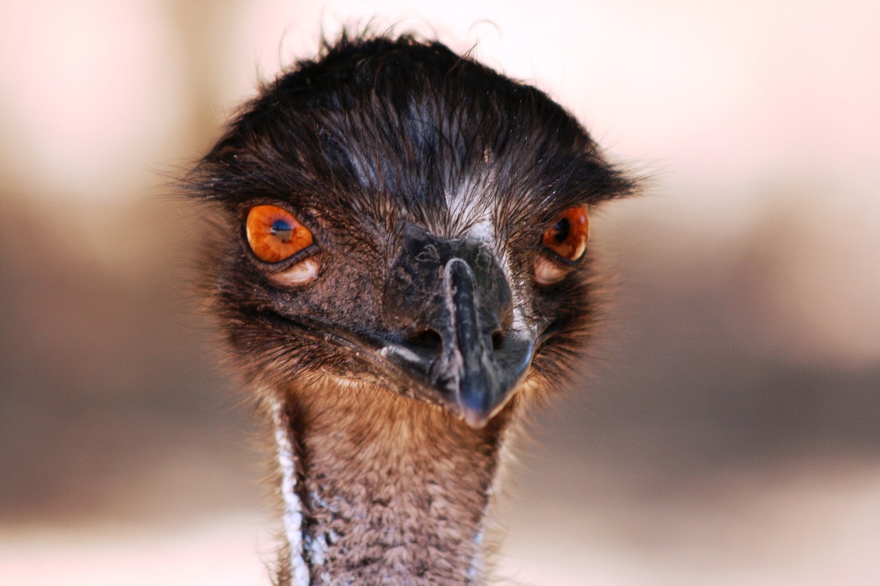emu head australia free photo