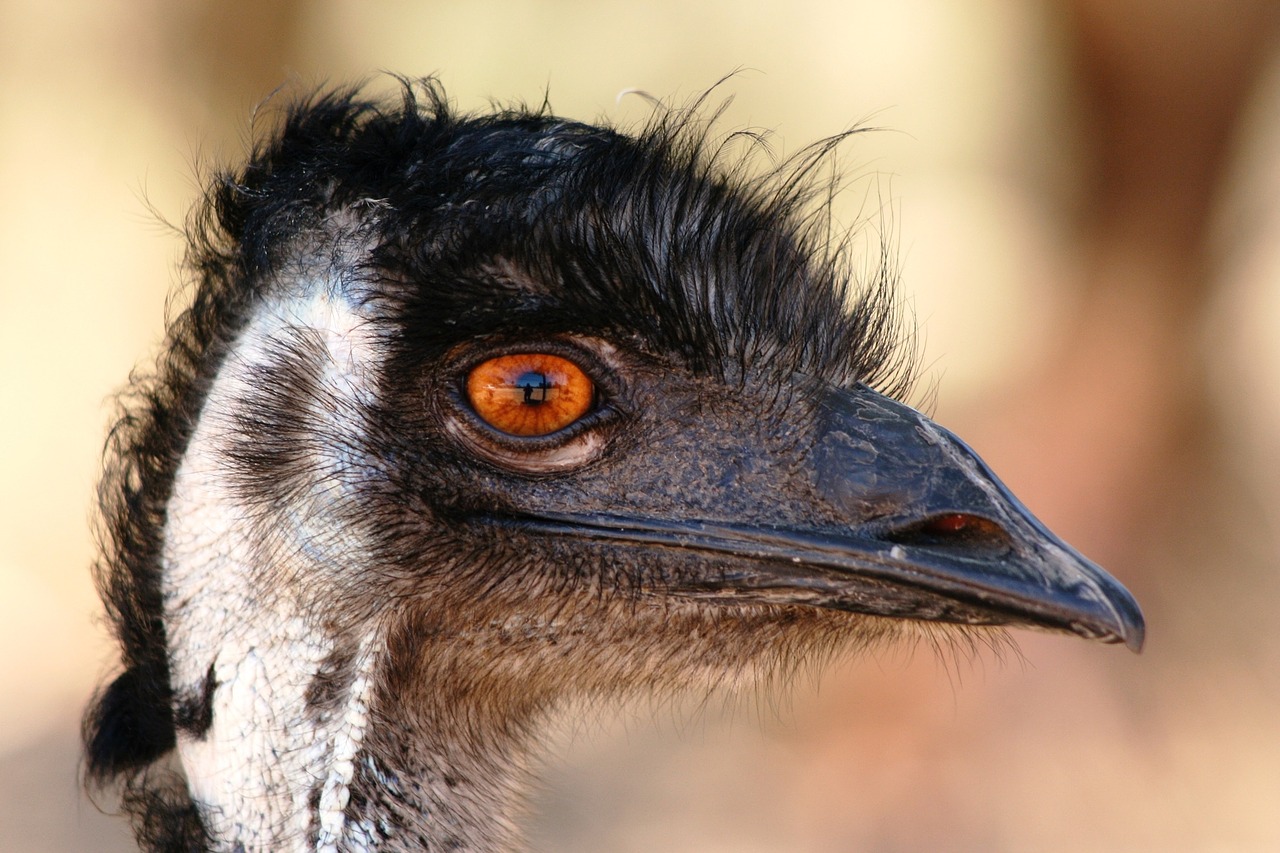 emu head beak free photo