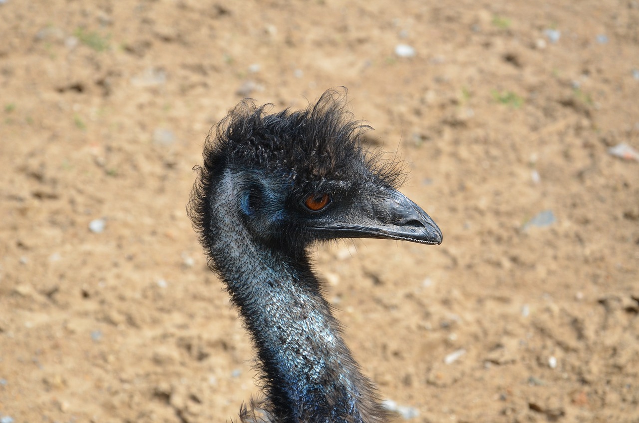 emu st blue ocean park free photo