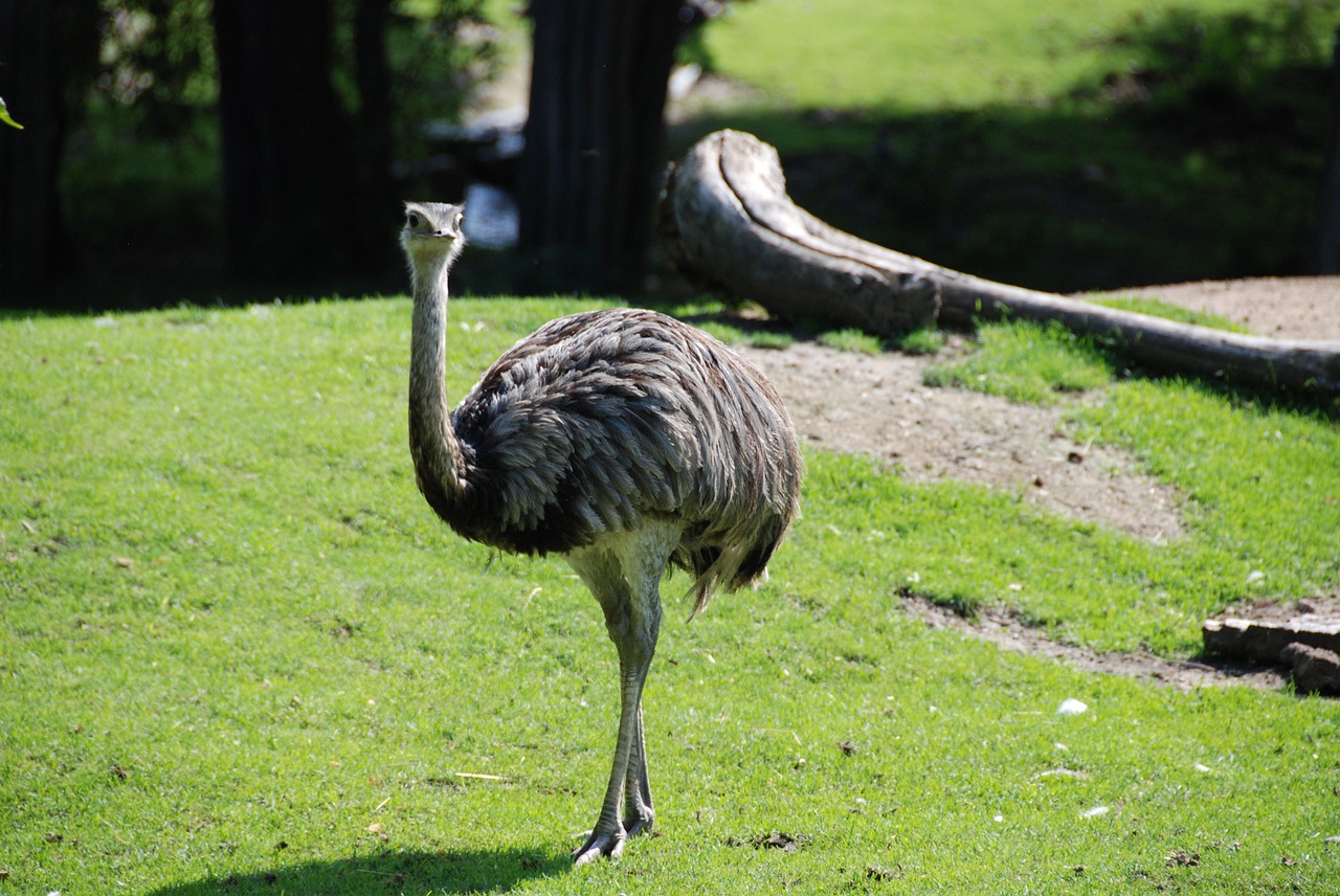 emu zoo flightless bird free photo