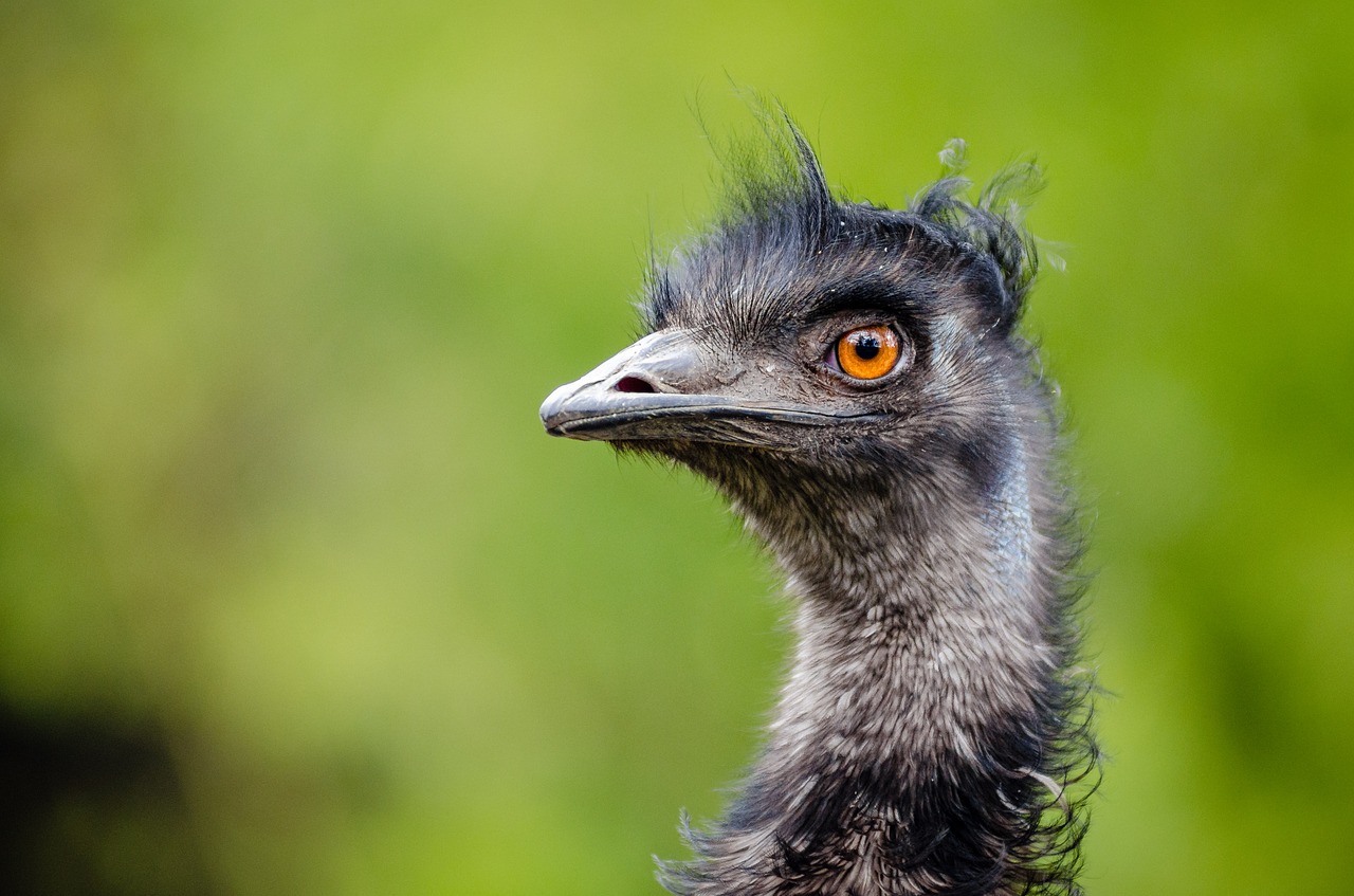emu bird emu australia free photo