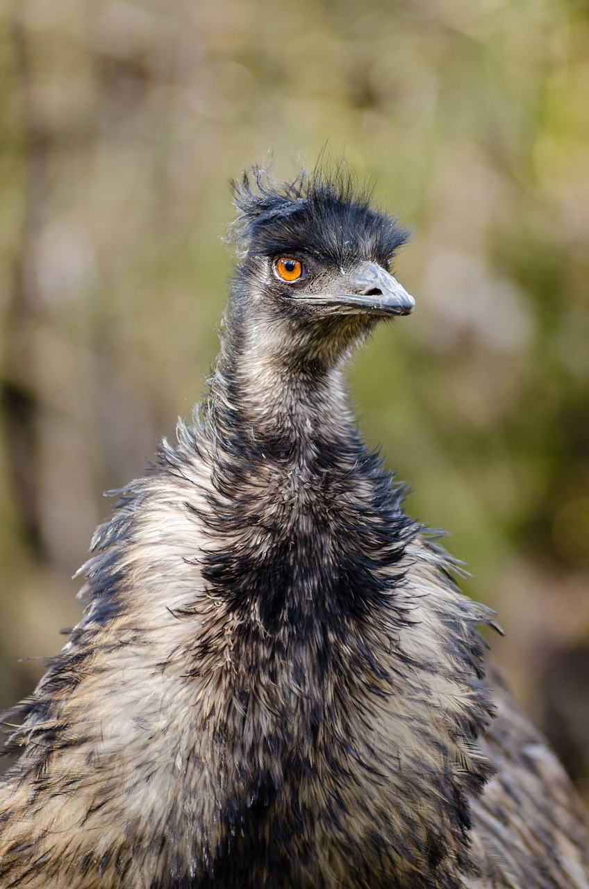 emu bird emu australia free photo