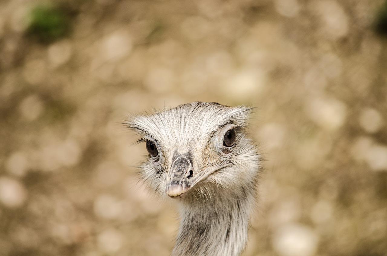 emu bird zoo free photo