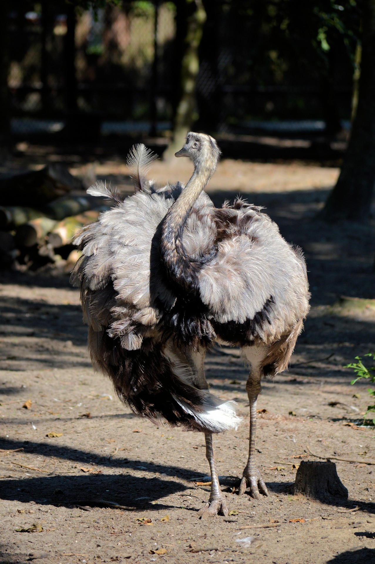emu ostrich bird free photo
