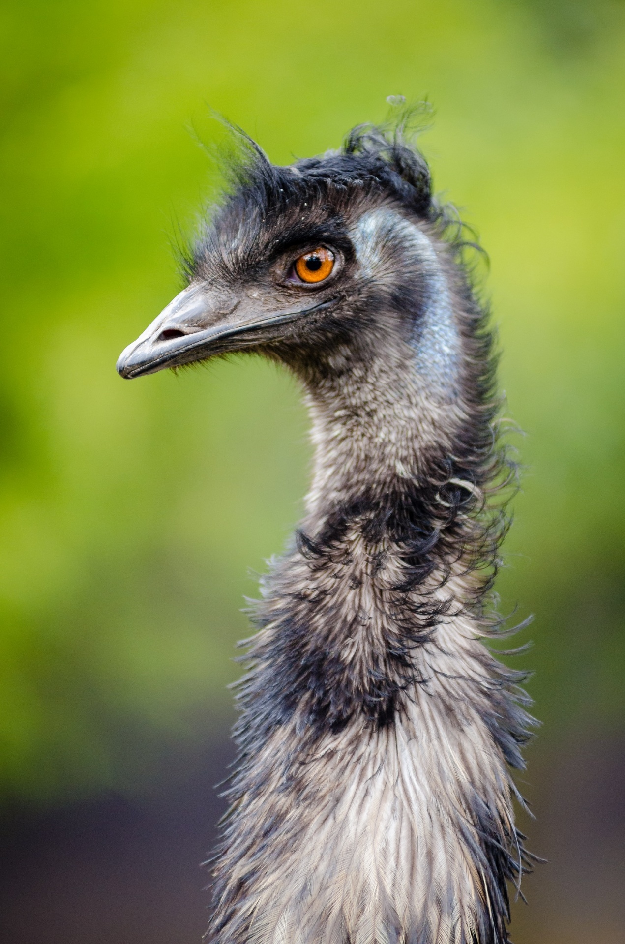 emu bird portrait free photo
