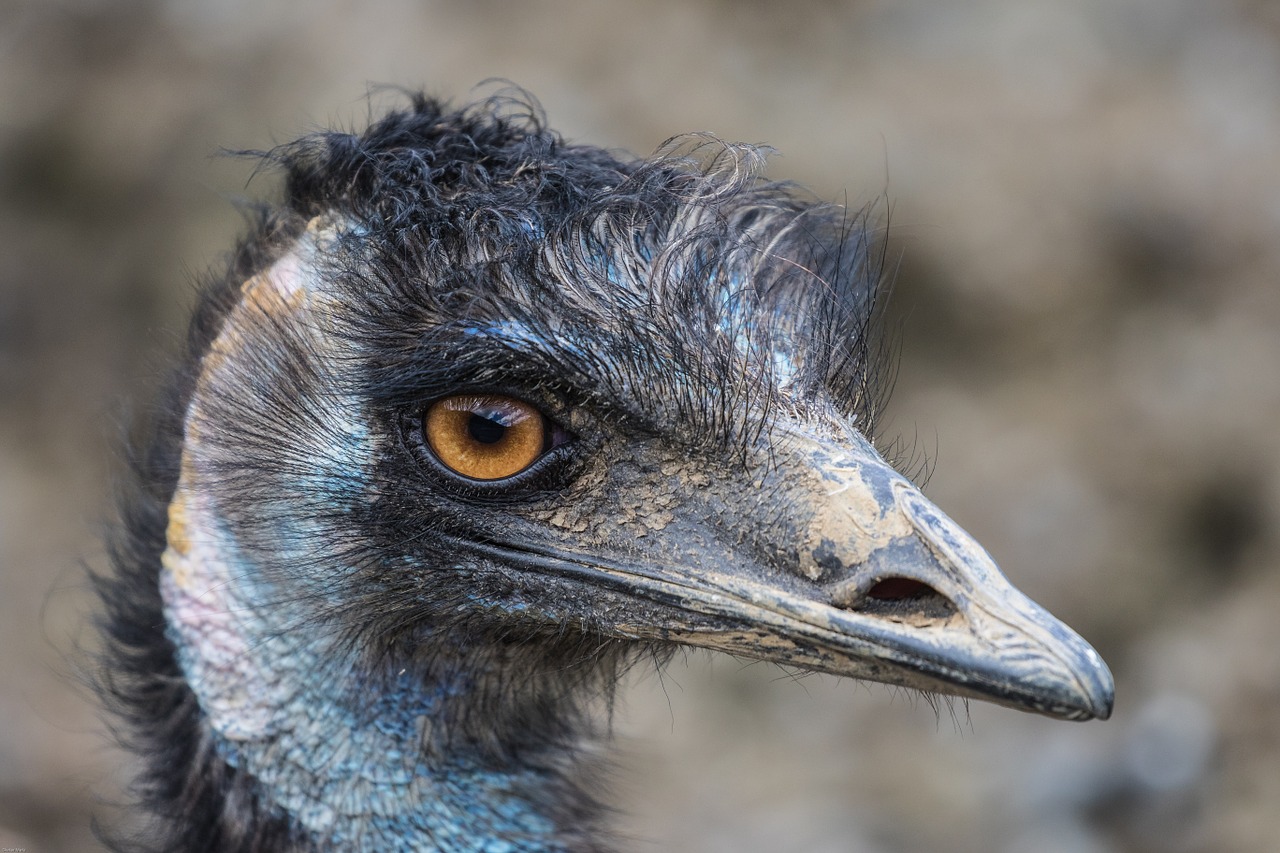 emu flightless bird large emu free photo
