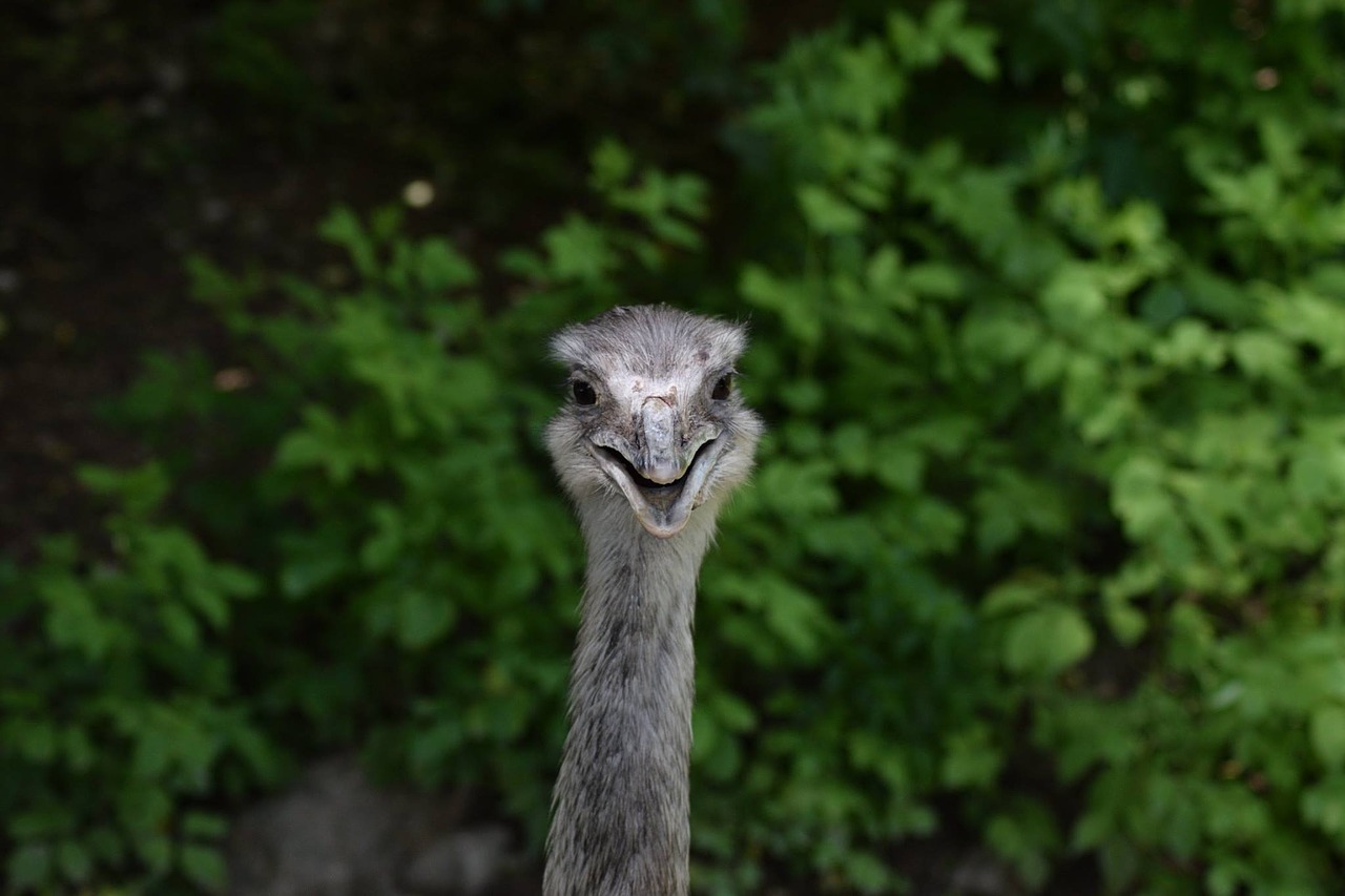 emu nature wildlife free photo