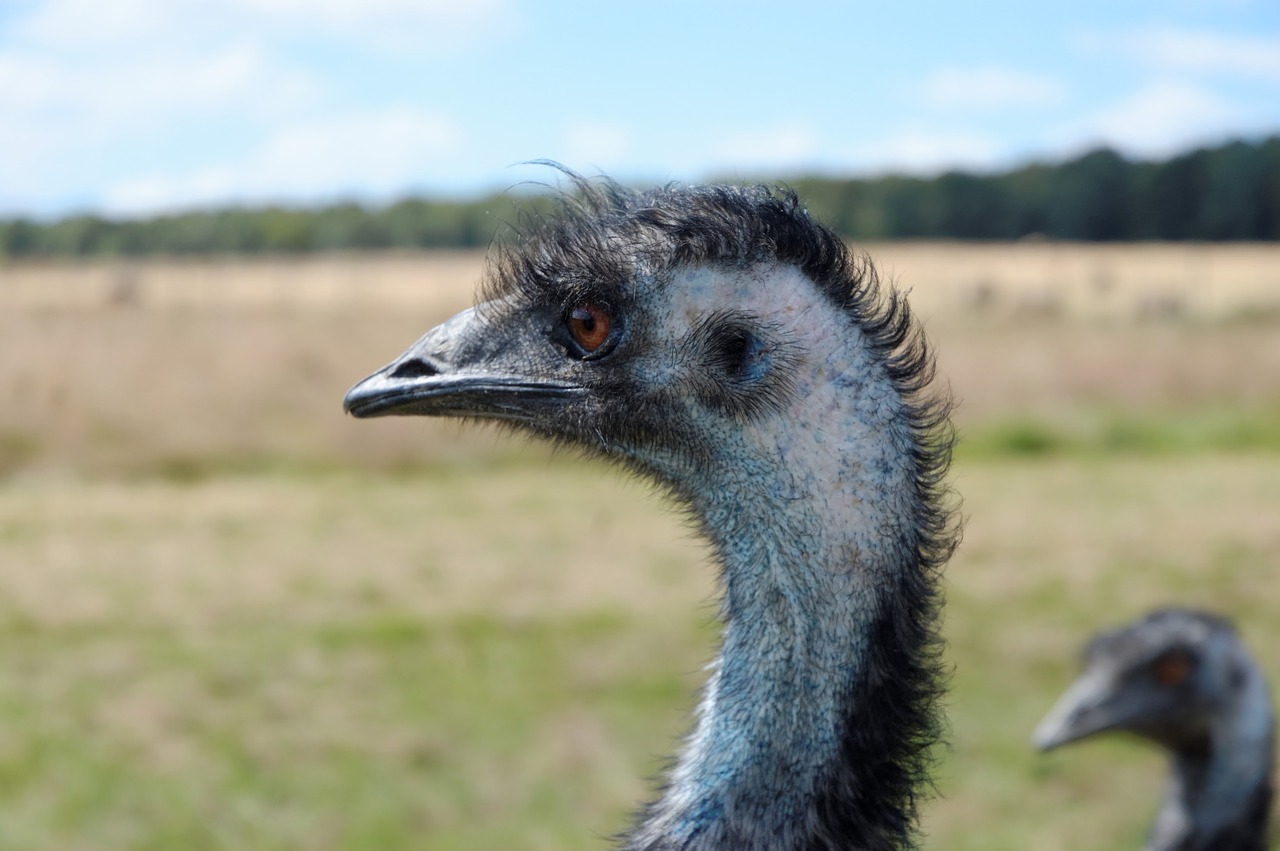 emu zoo animals free photo