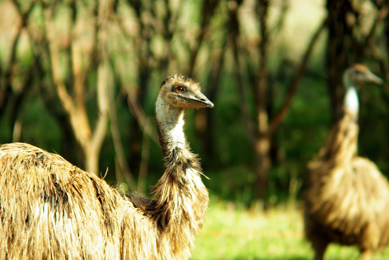 emu bird flightless free photo