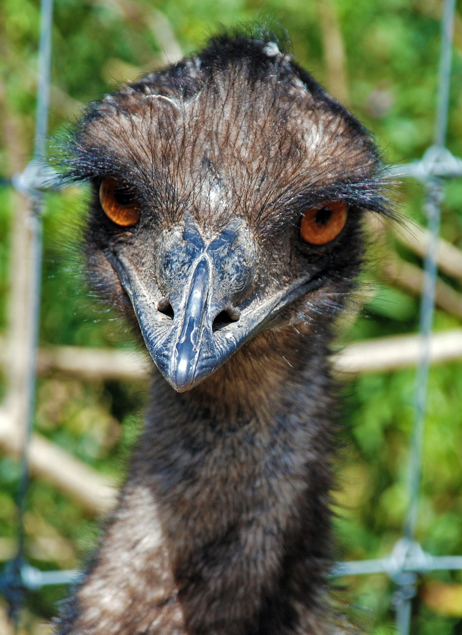 emu zoo bird free photo