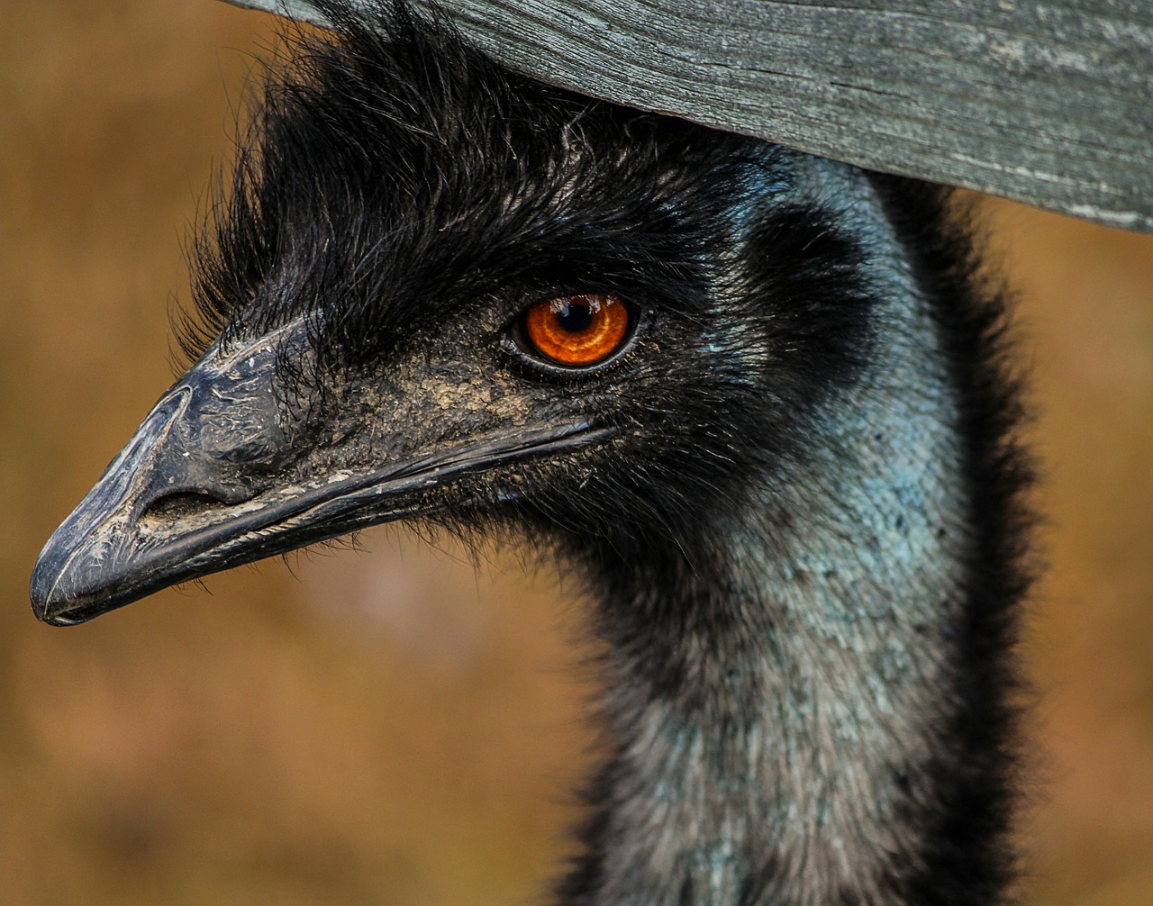 emu large bird bird free photo