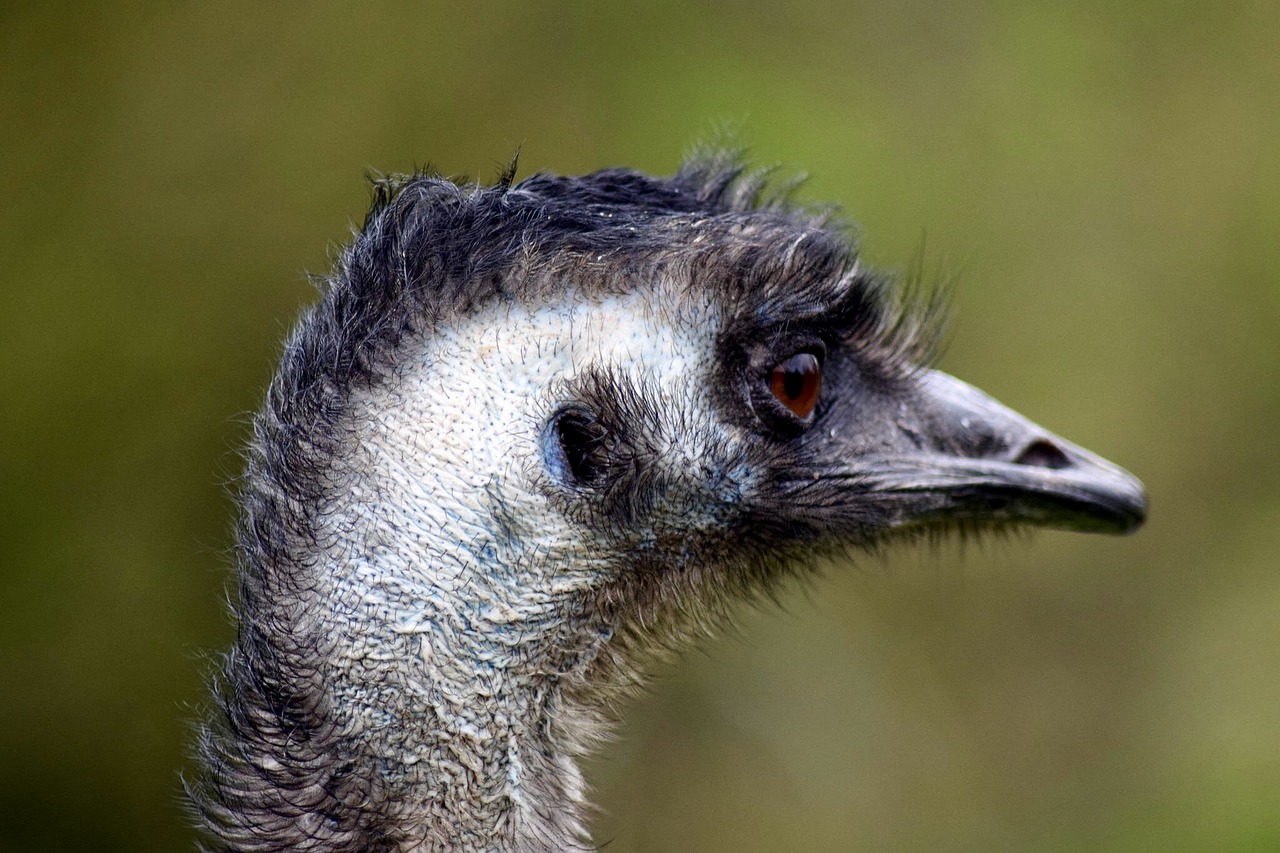 emu flightless bird head free photo