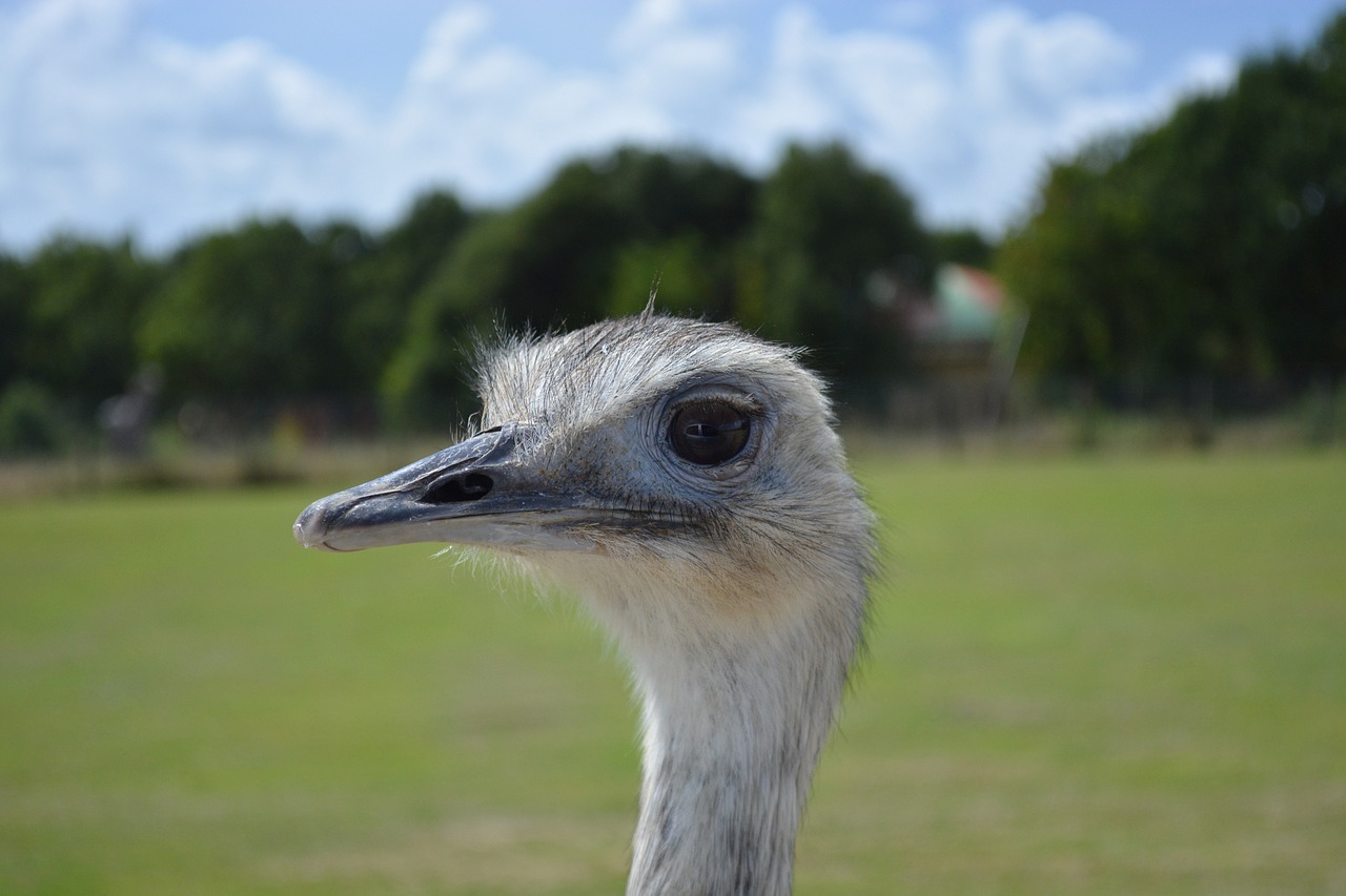 emu zoo head free photo