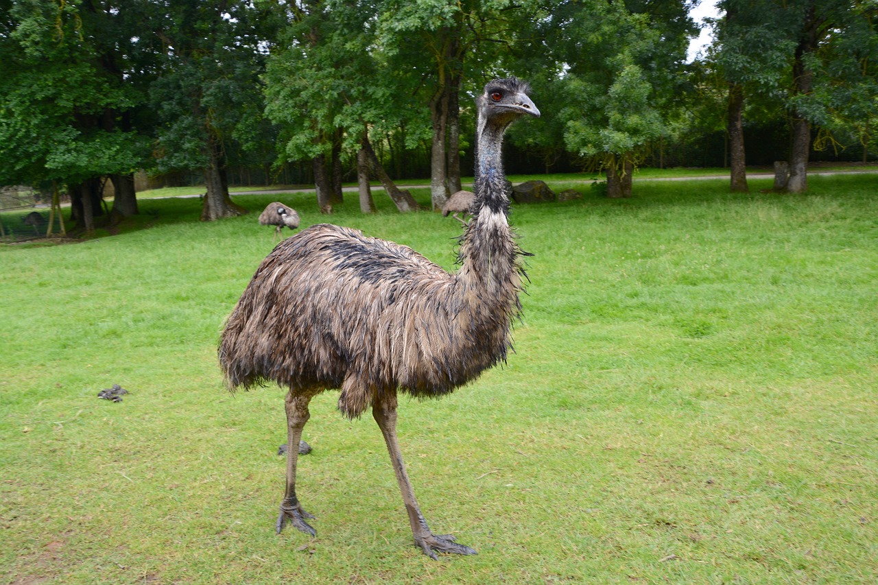 emu big bird feathers free photo