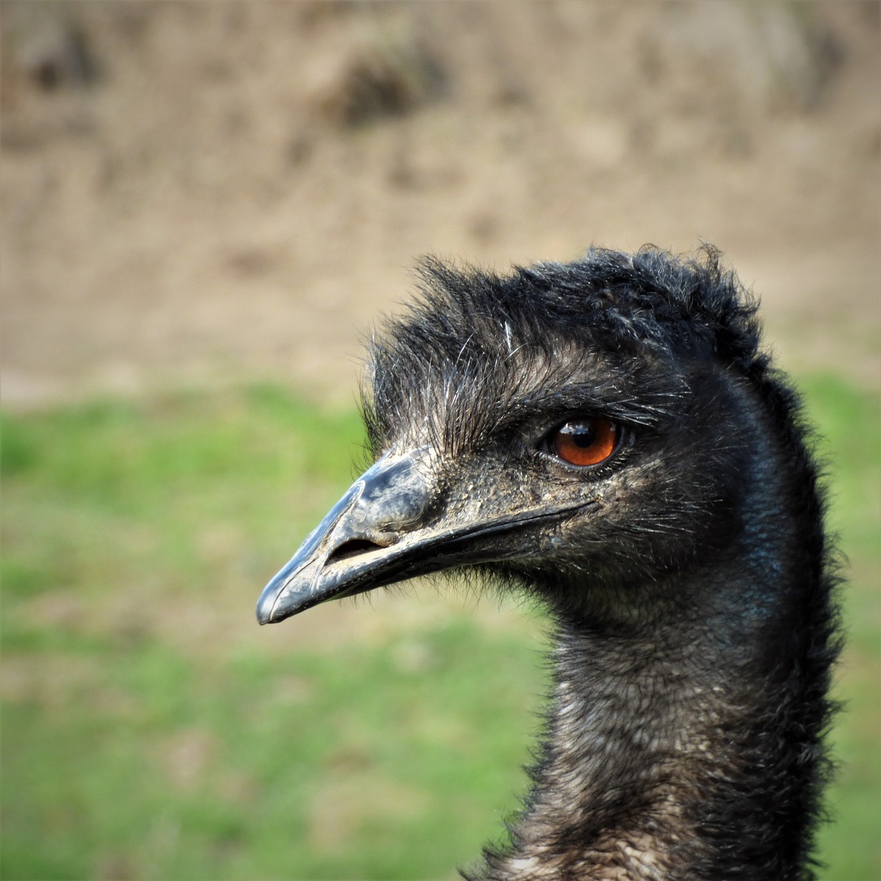 emu eye bill free photo