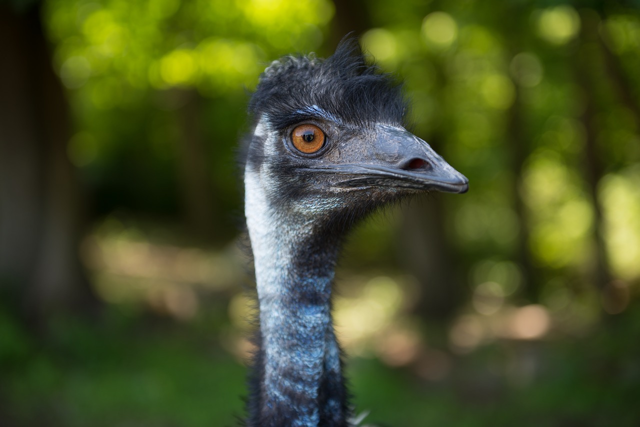 emu bird ostrich free photo