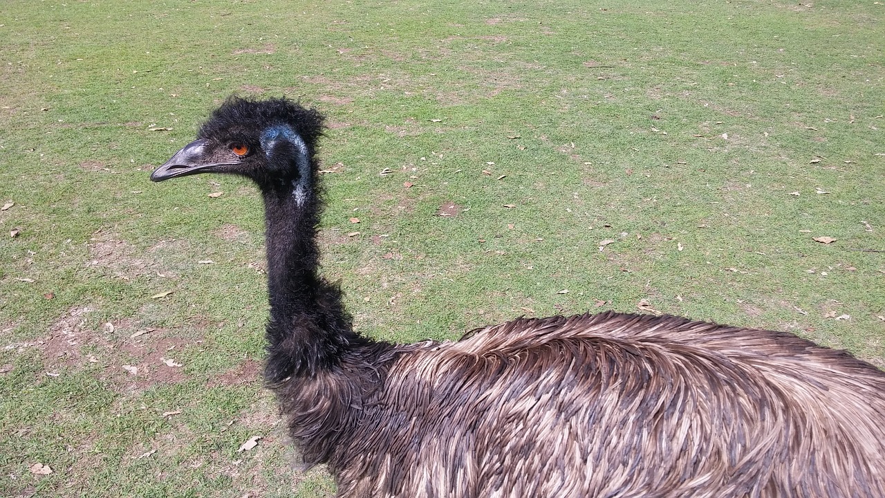 emu zoo pm free photo
