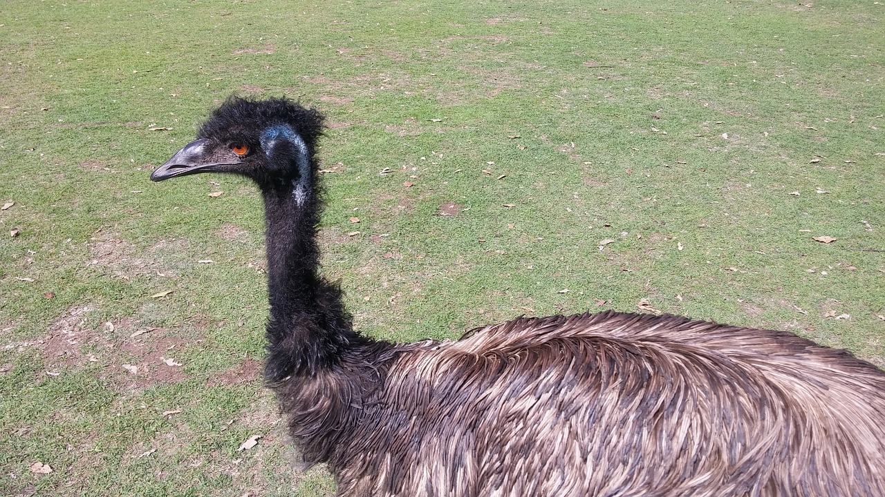 Download free photo of Emu,zoo,pm,outdoor,animal - from needpix.com