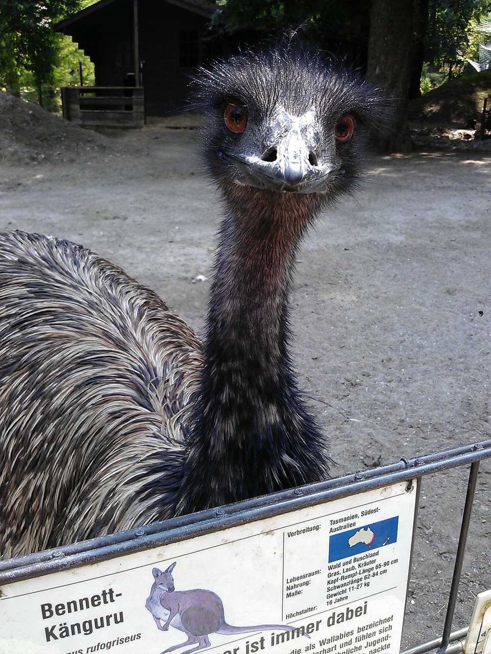 emu animal park ulm wild animal free photo
