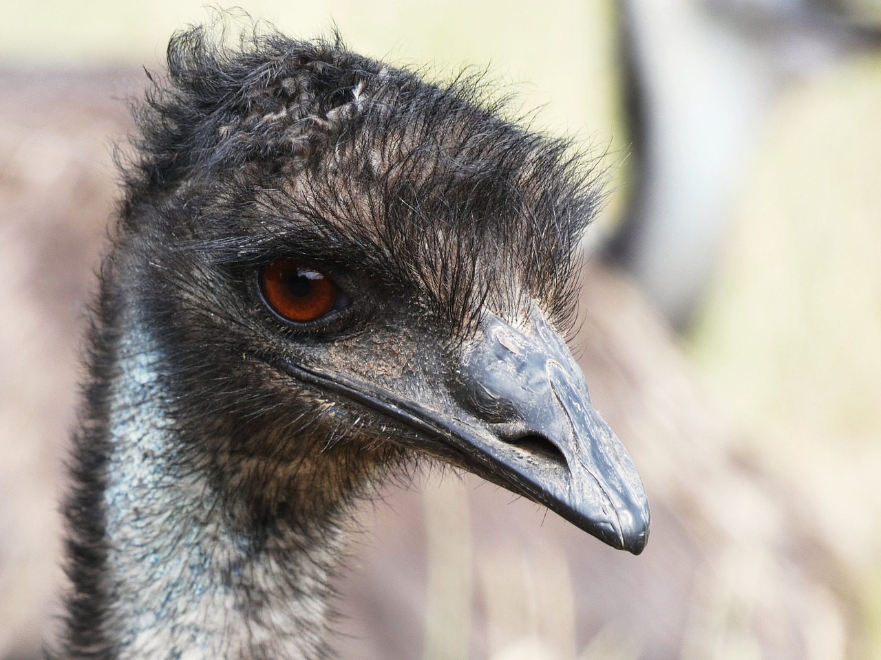 emu emu head eye free photo