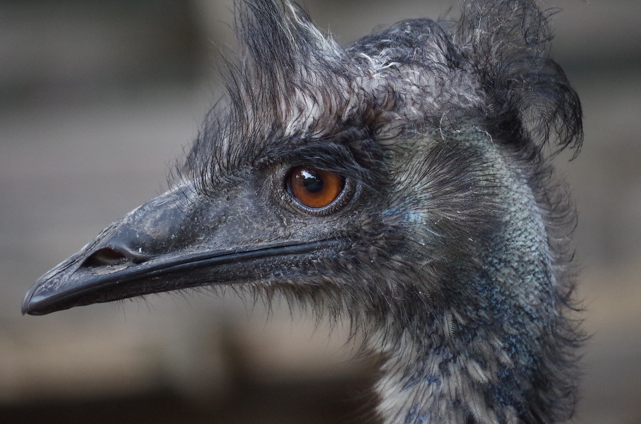 emu face bird free photo