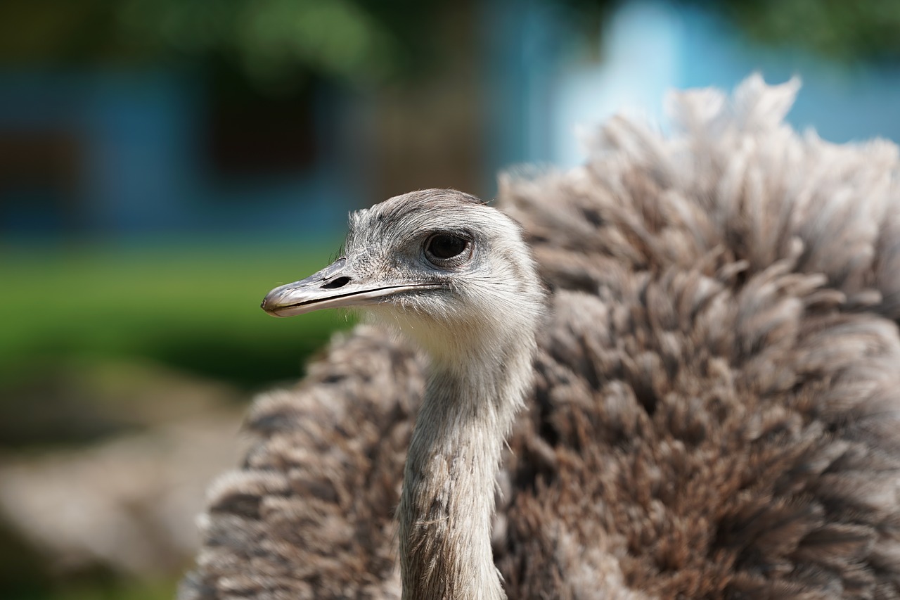 emu strauss africa free photo