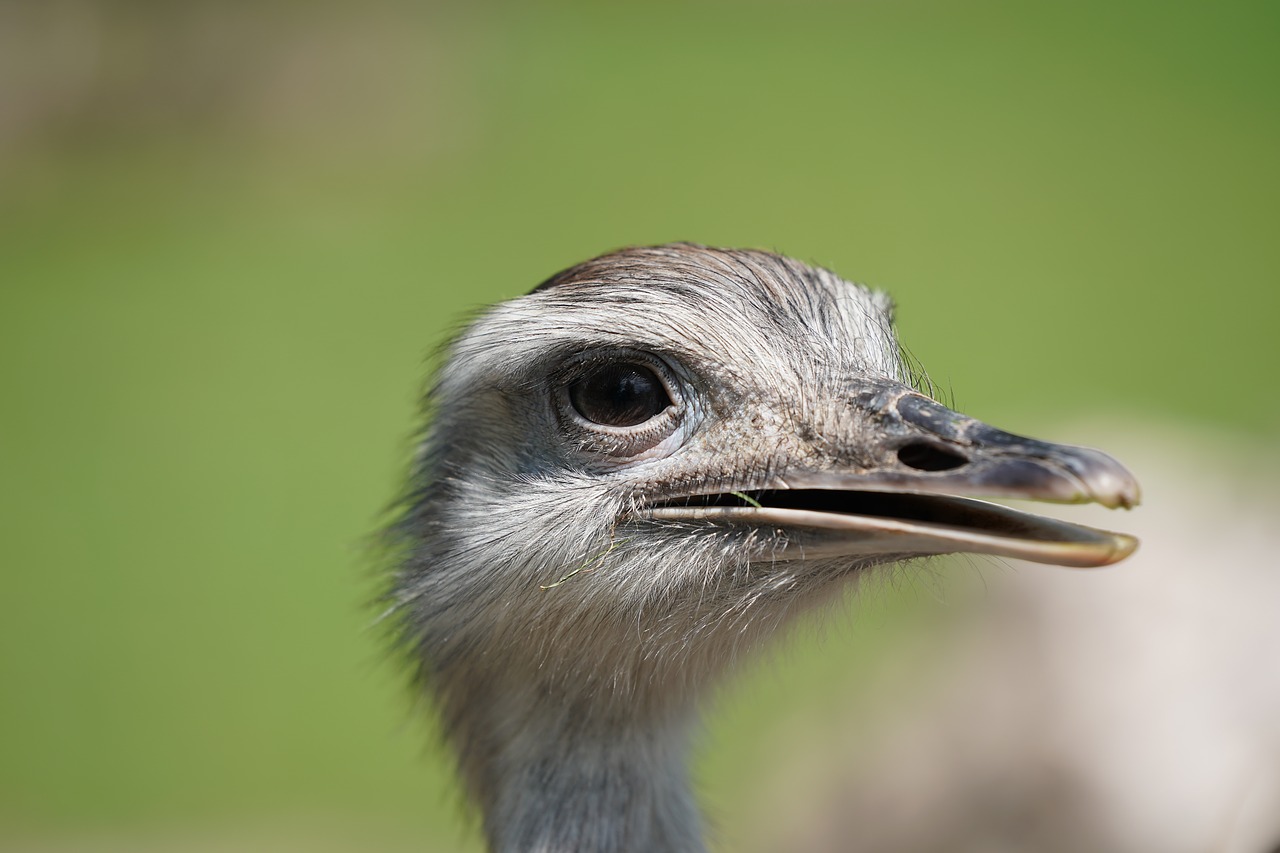 emu strauss africa free photo