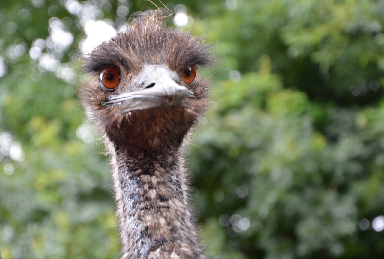 emu grand bird free photo