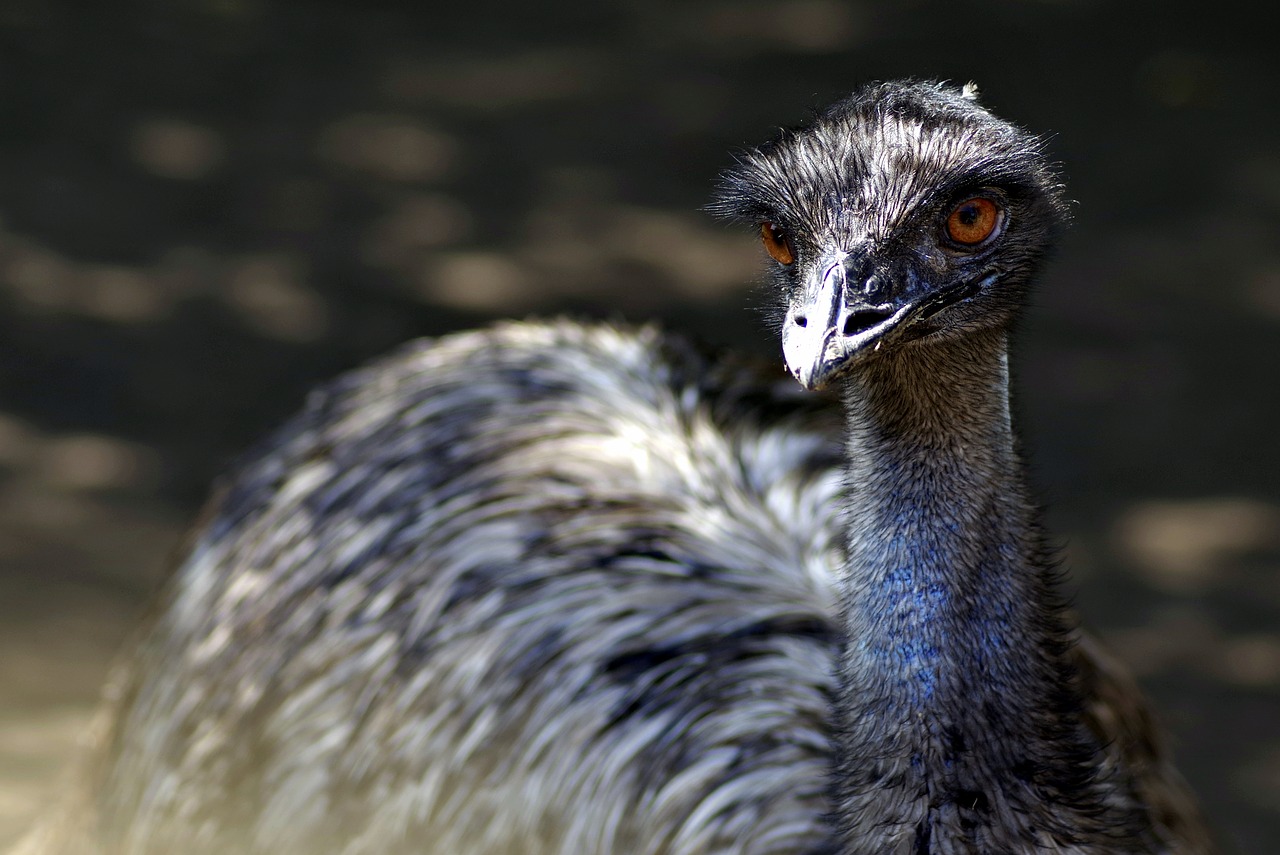 emu ostrich bird free photo