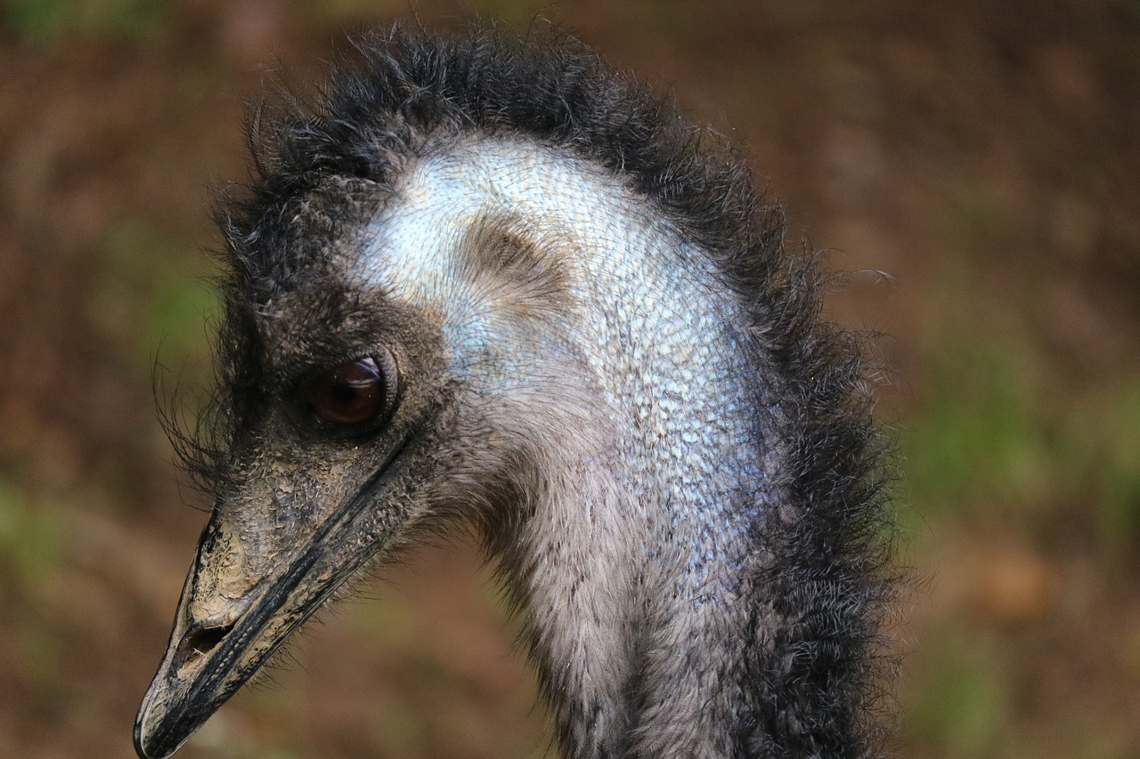 emu wildlife photography bird free photo