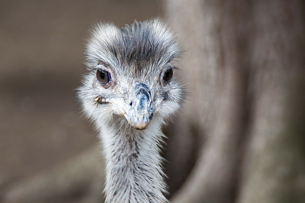 emu animal bird free photo