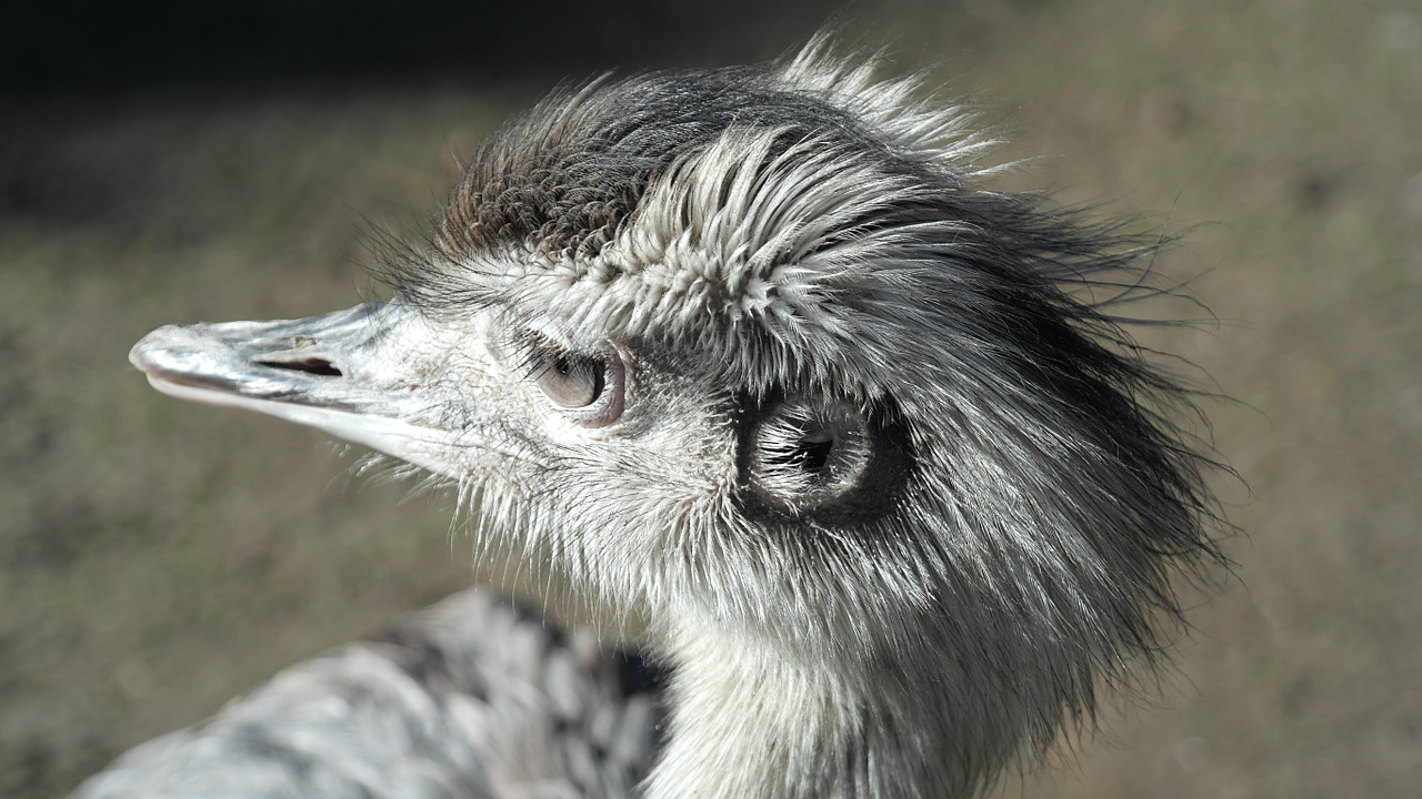 emu head bird free photo