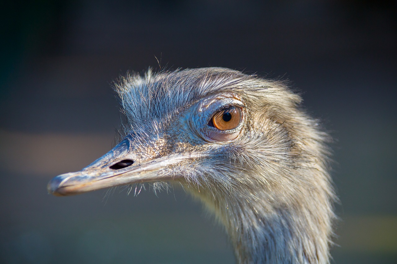 emu zoo animal free photo