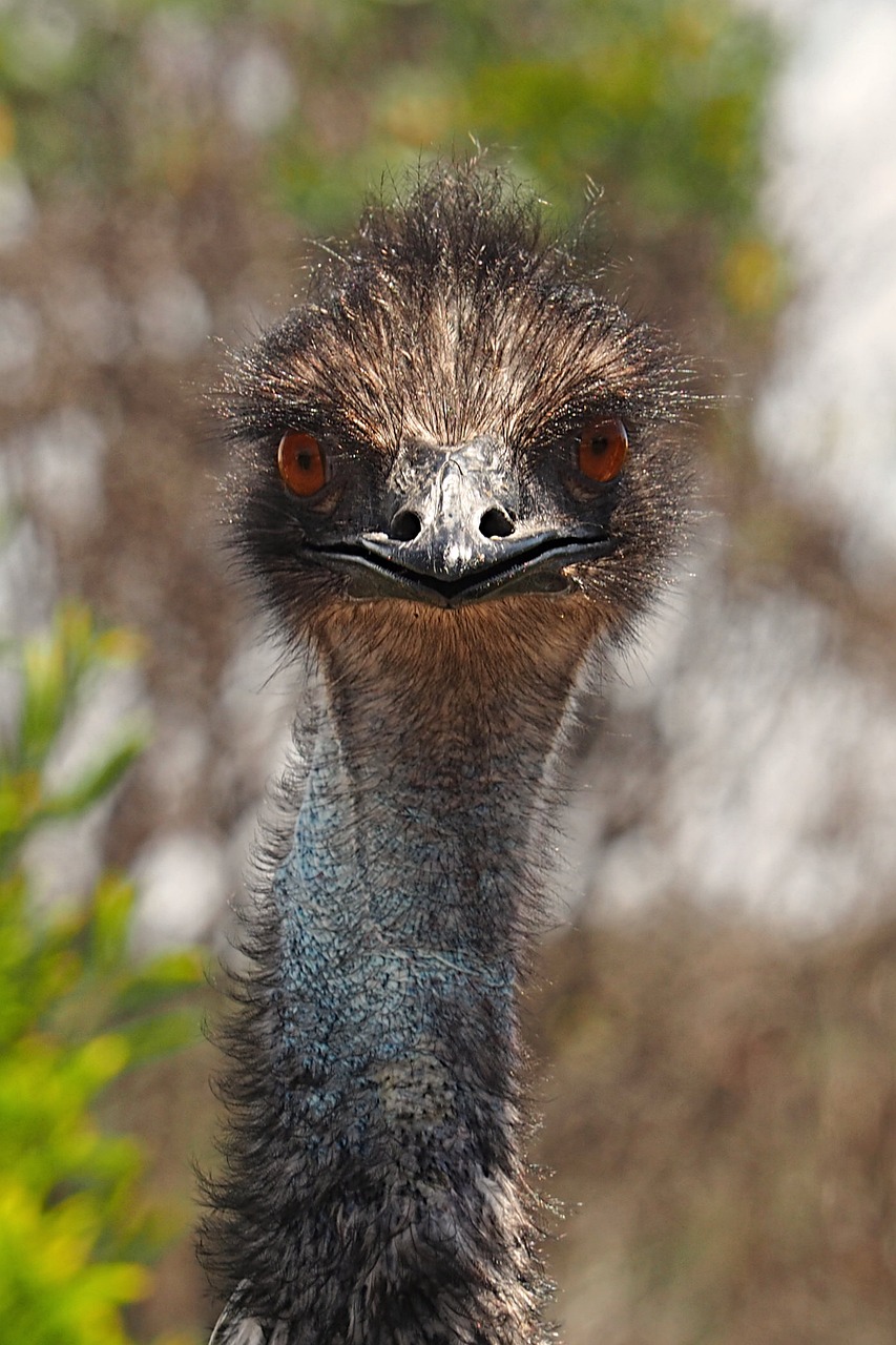 emu inquisitive bird free photo