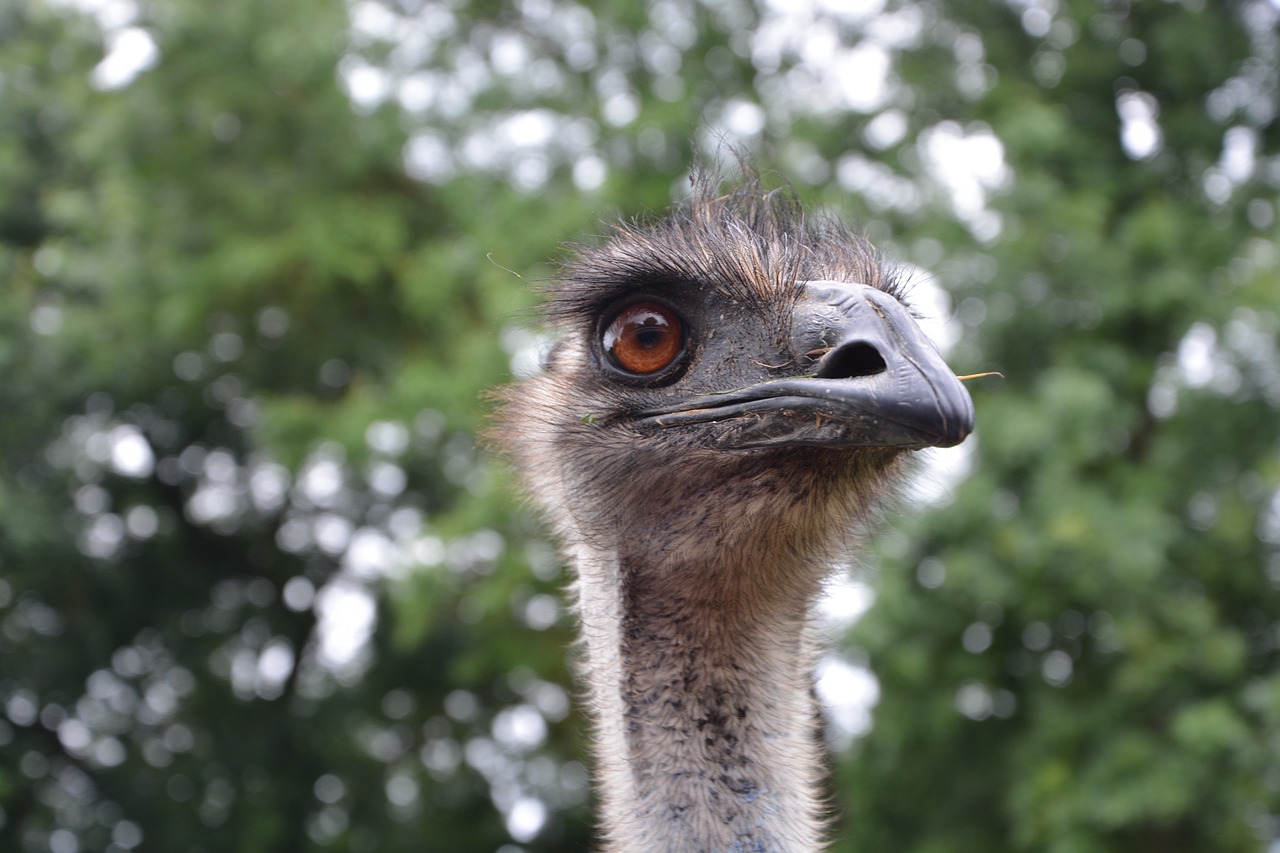 emu head profile head emu free photo