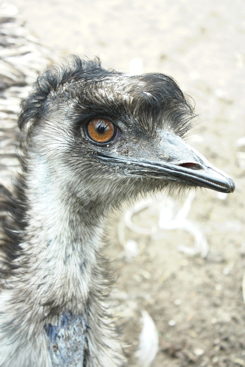 emu bird beak free photo