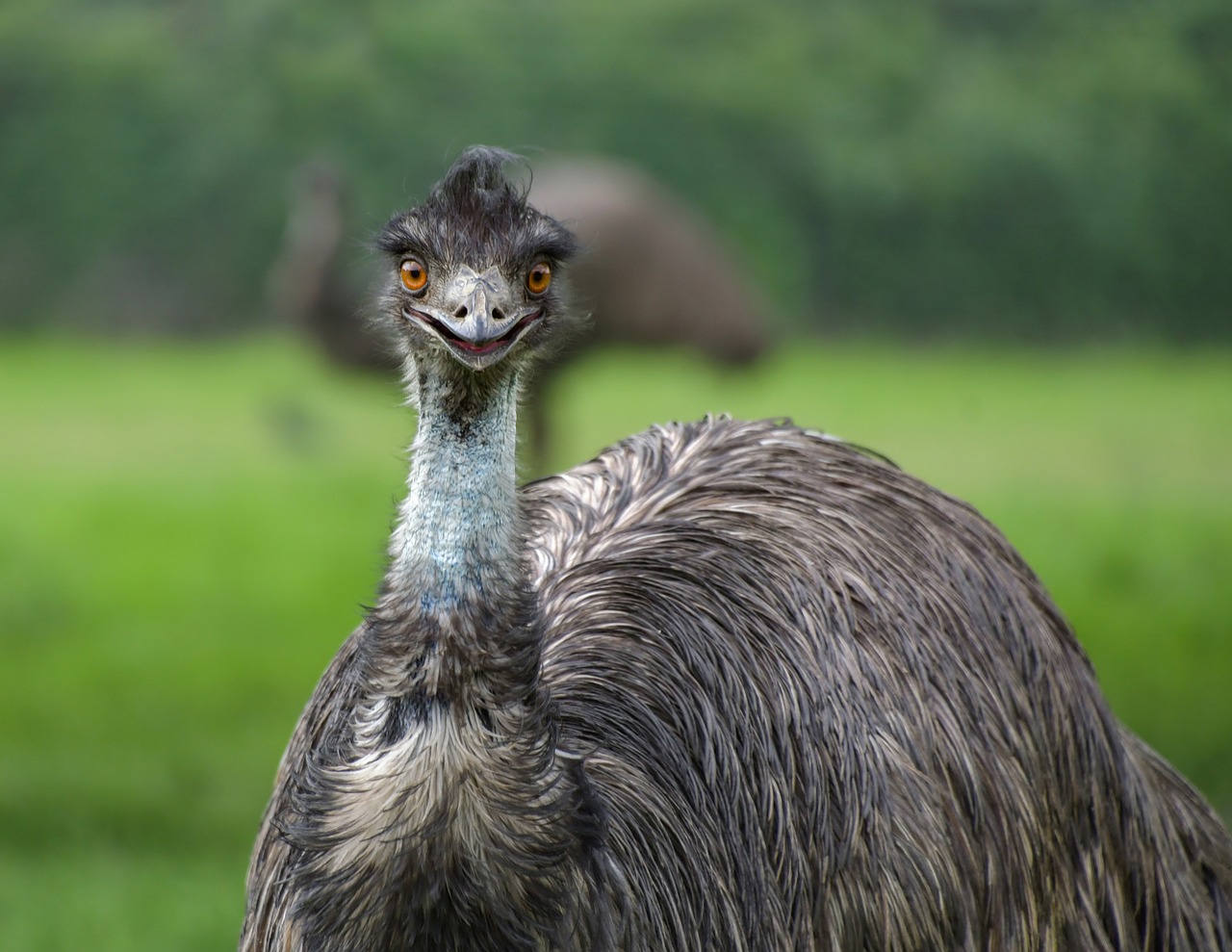 emu  smile  bird free photo
