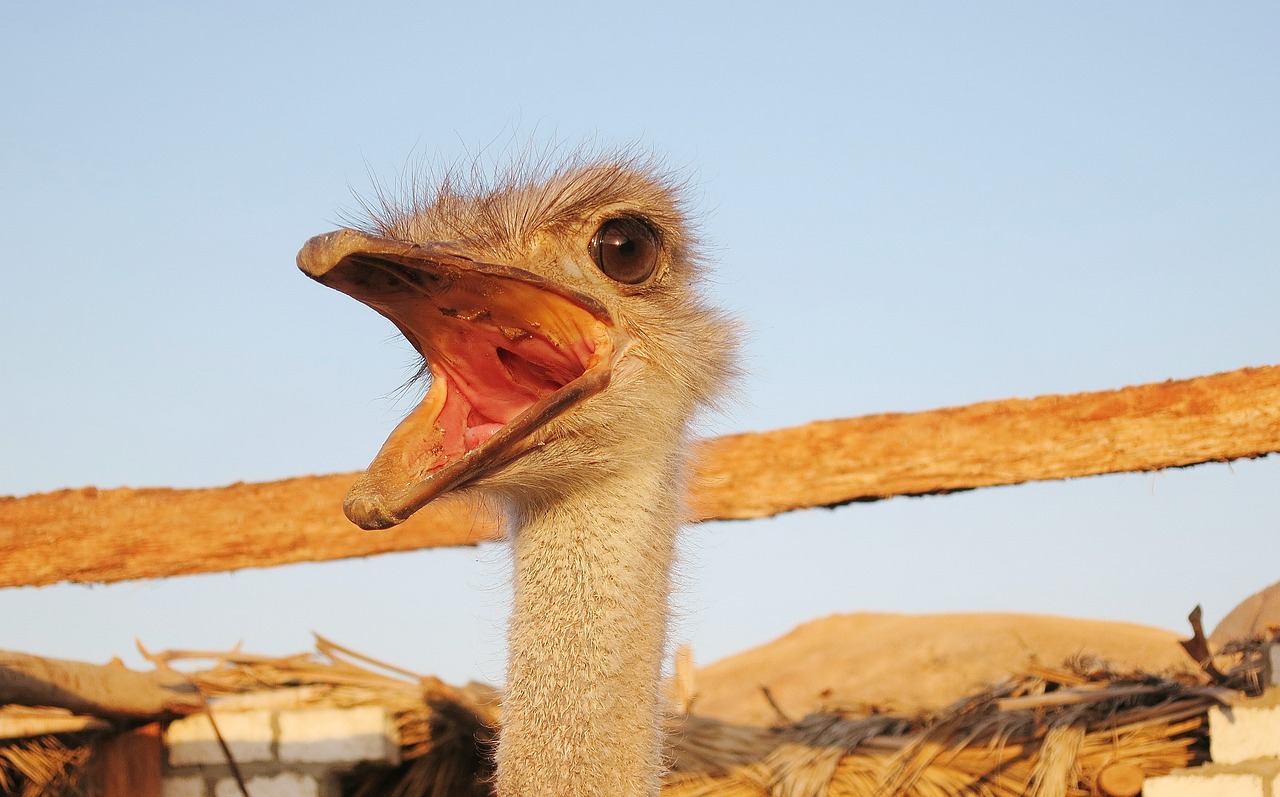 emu flightless bird face free photo