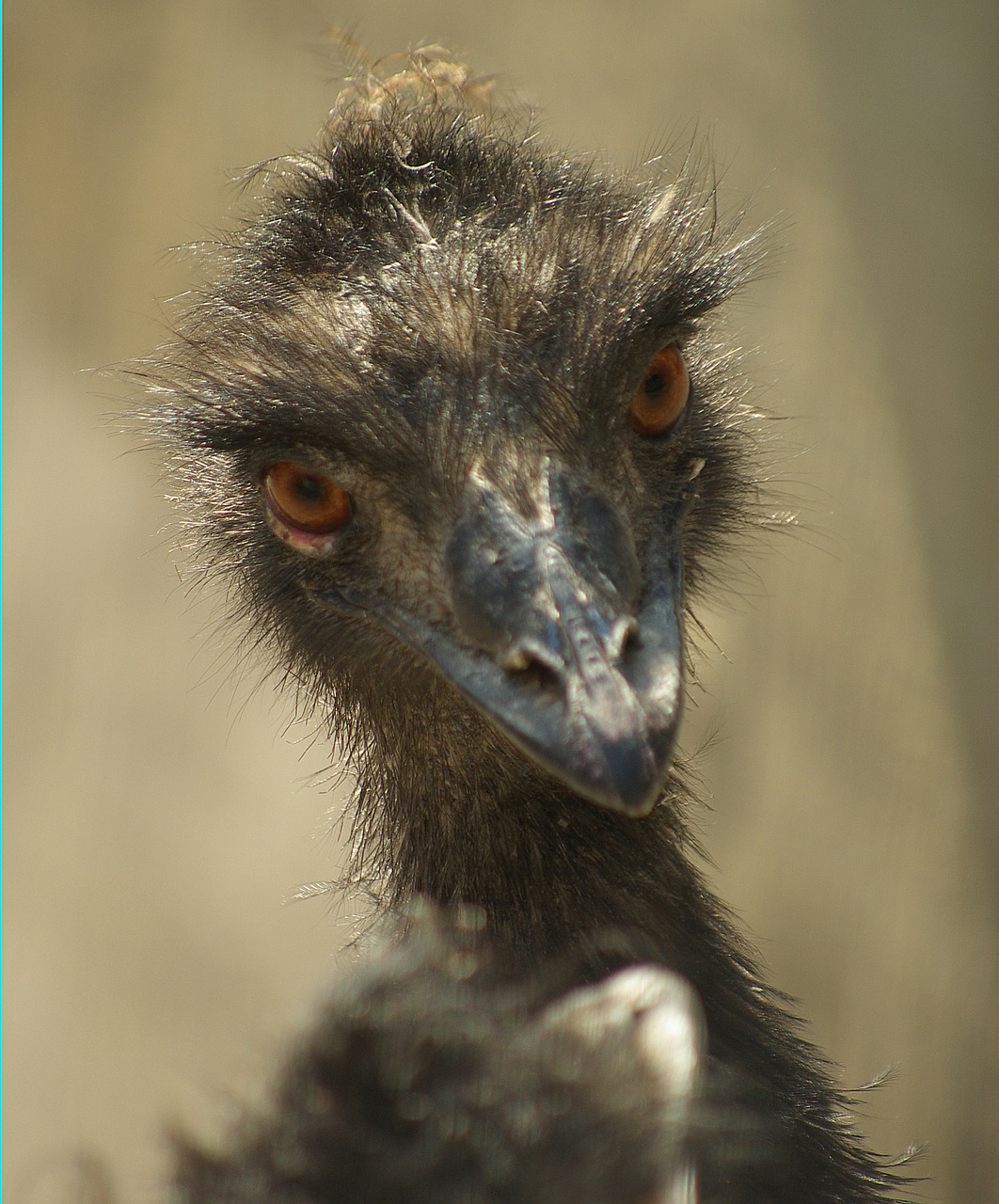 emu portrait zoo free photo