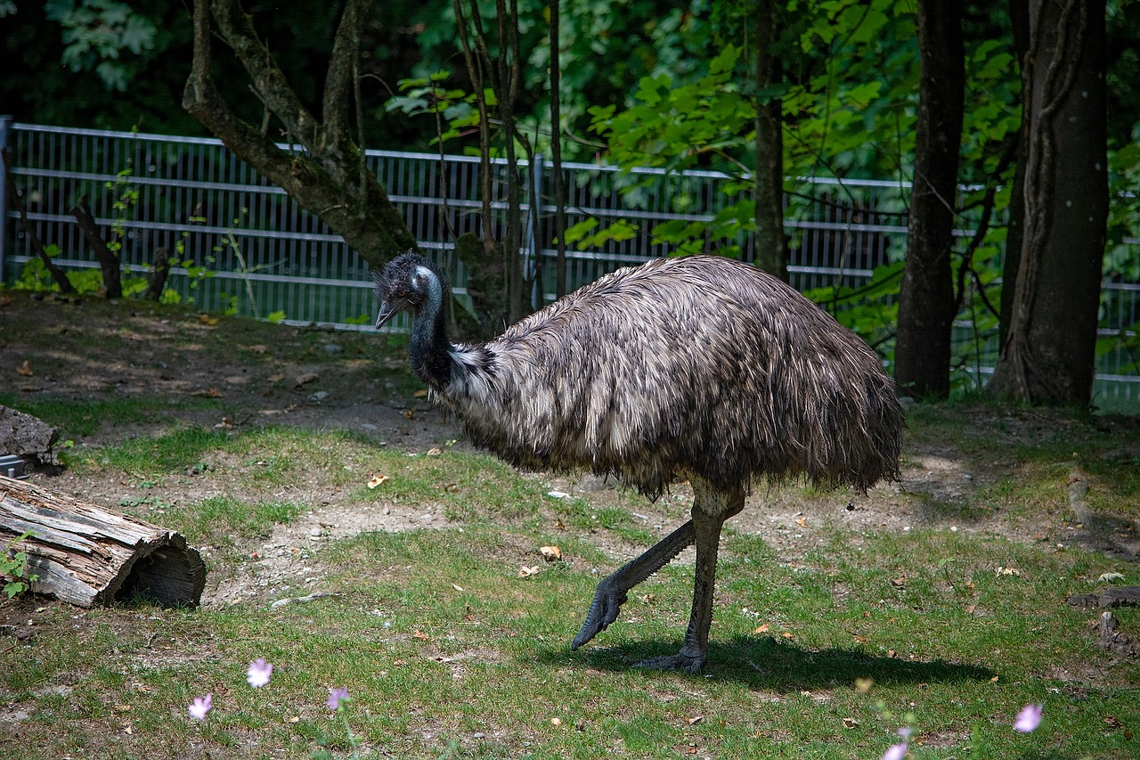 emu  bird  animal free photo