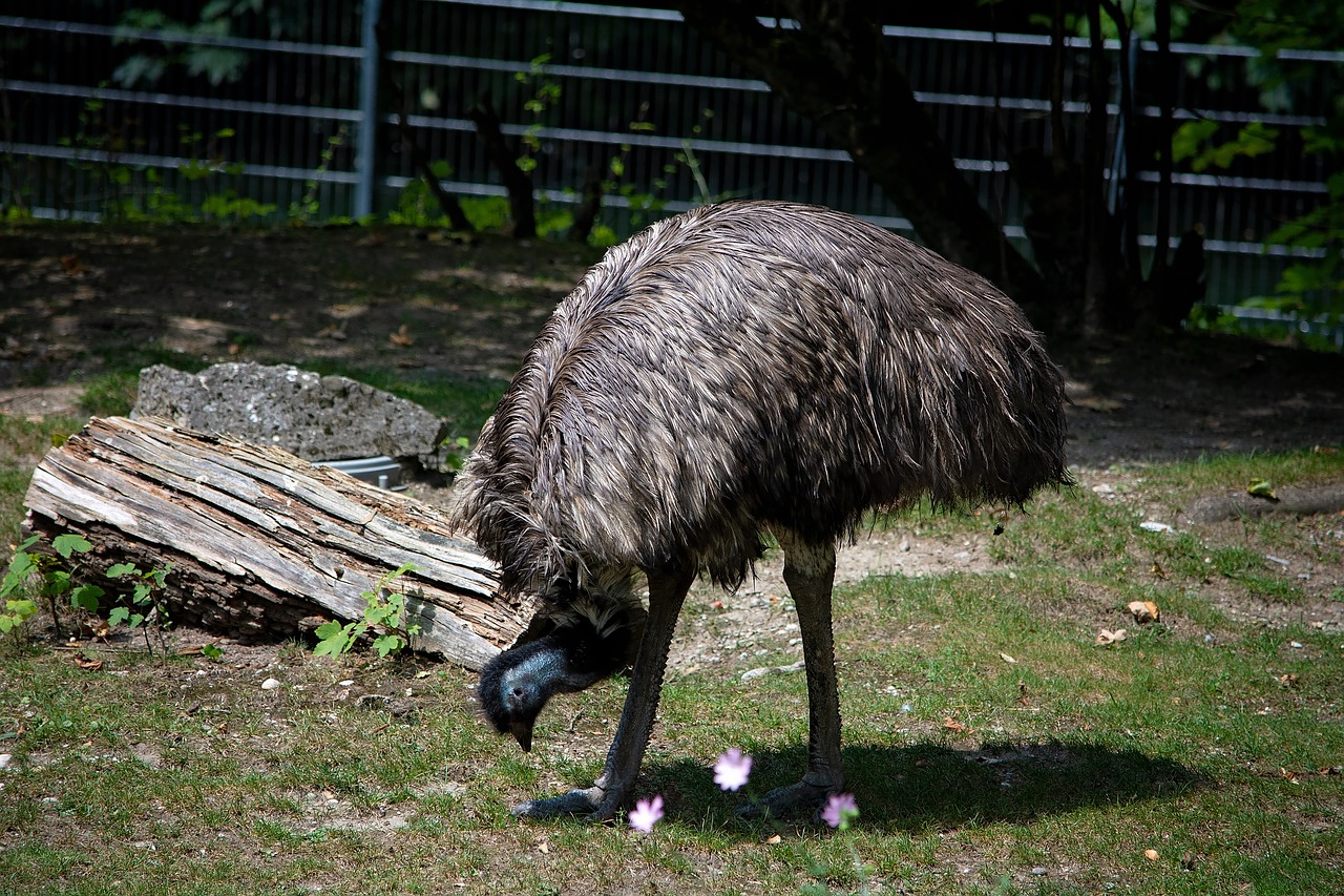 emu  bird  animal free photo