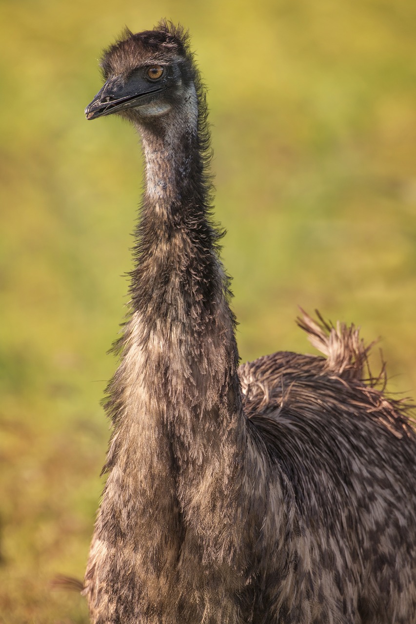 emu  wildlife  bird free photo