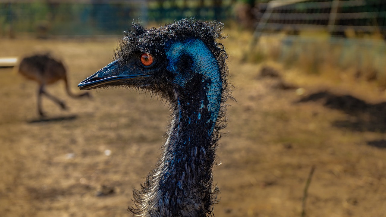 emu  bird  animal free photo