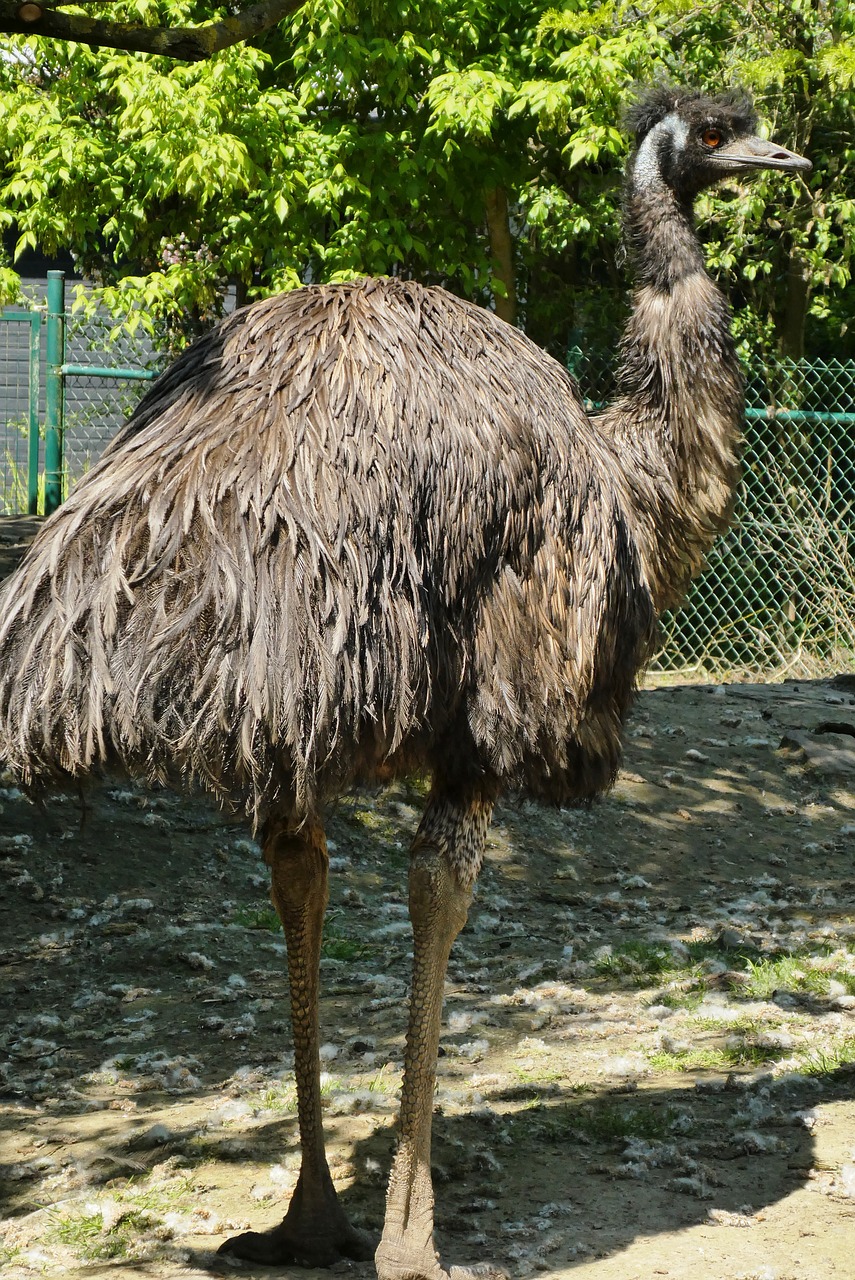 emu  zoo  planckendael free photo