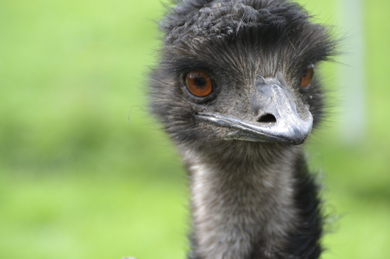 emu poultry strauss free photo