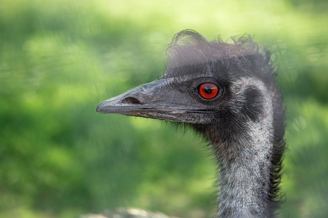 emu  bird  animal free photo