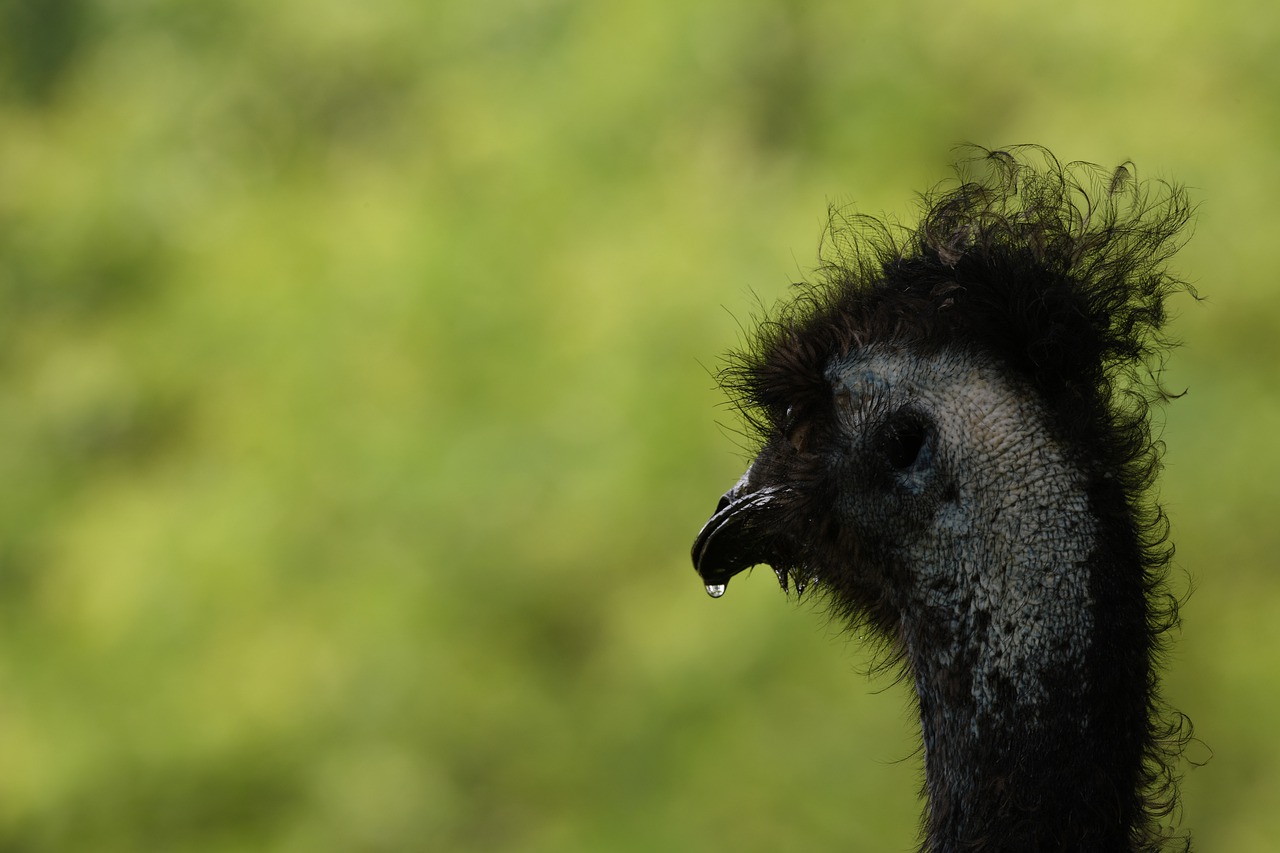 emu  bird  zoo free photo