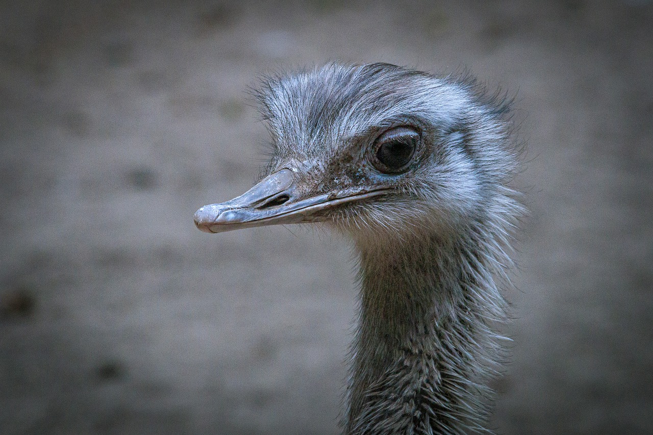 emu  bouquet  flightless bird free photo